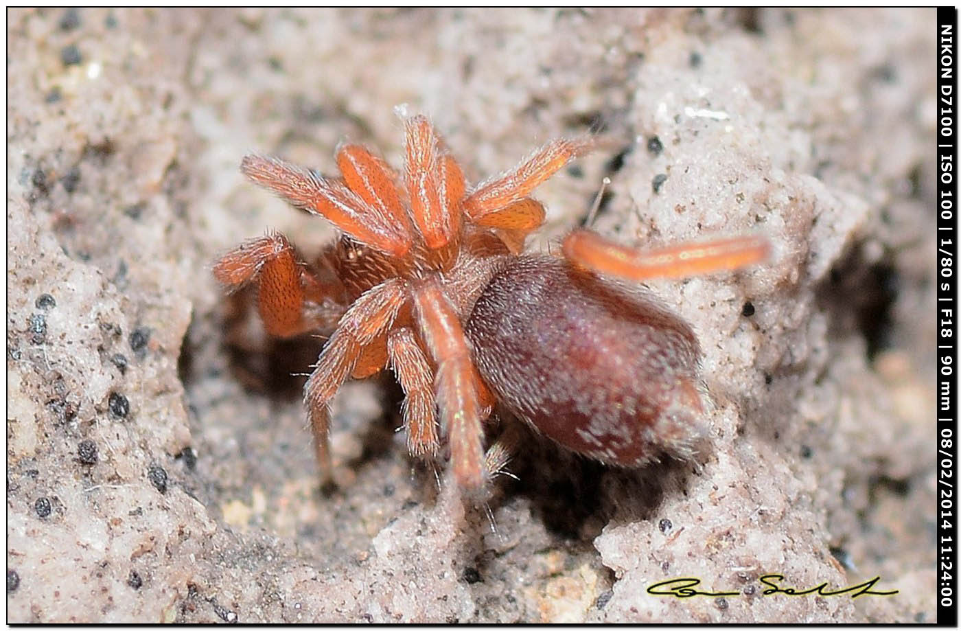 Palpimanus gibbulus; cf. Zimirina sp. - Alghero (SS)
